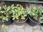 Grote pot chocolademunt, Ophalen, Zomer, Overige soorten, Volle zon