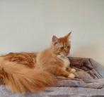 Maine coon