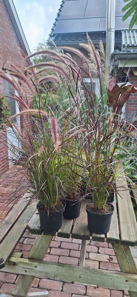 Prachtige Pennisetum Siergrassen, Tuin en Terras, Planten | Tuinplanten, Vaste plant, Siergrassen, Volle zon, Zomer, Ophalen