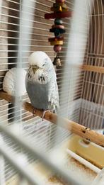 Engelse Grasparkieten, Meerdere dieren, Parkiet