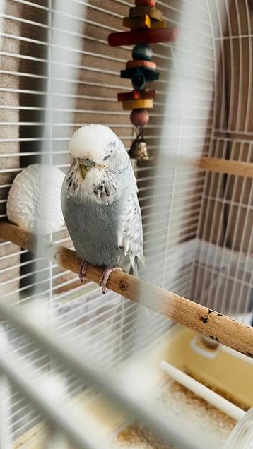 Engelse Grasparkieten beschikbaar voor biedingen