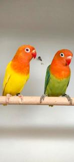 Mooie jonge fischeri's, Meerdere dieren, Dwergpapegaai of Agapornis, Geringd