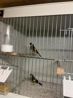 Putter, Mannelijk, Wildzangvogel