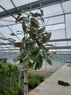 Te koop Magnolia grandiflora op stam, Ophalen, Lente, Volle zon, Bolboom