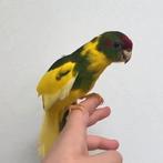 Koppel Roodvoorhoofd kakariki's gevraagd, Dieren en Toebehoren, Vogels | Parkieten en Papegaaien, Meerdere dieren, Parkiet, Geringd