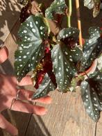 Begonia dark forest kopstekken, Ophalen of Verzenden, Overige soorten, Minder dan 100 cm