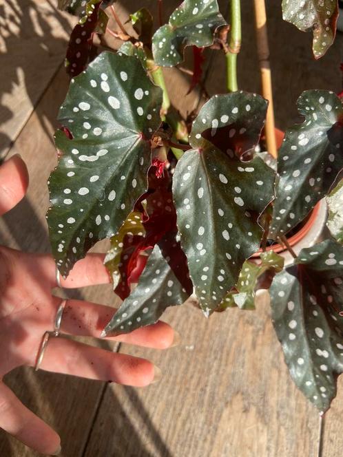 Begonia dark forest kopstekken, Huis en Inrichting, Kamerplanten, Overige soorten, Minder dan 100 cm, Ophalen of Verzenden