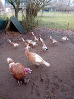 Loopeenden, Meerdere dieren, Eend