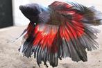 Kempvis / Betta splendens (man), Vis, Zoetwatervis
