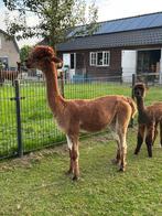 Alpaca merrie (drachtig), Juli, Vrouwelijk