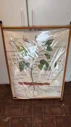 Oude schoolplaat, Antiek en Kunst, Antiek | Schoolplaten, Ophalen of Verzenden, Natuur en Biologie