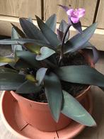 Zeldzame tradescantia planten voor maar 6 euro per pot, Ophalen, Volle zon, Minder dan 100 cm