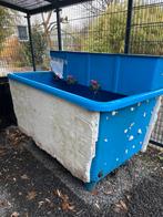 Quarantaine bak koi, Karper of Koi