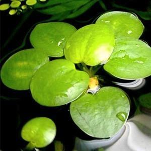 Drijfplant kikkerbeet, Dieren en Toebehoren, Vissen | Aquaria en Toebehoren, Zo goed als nieuw, Plant(en), Steen of Hout, Ophalen