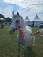 Super knappe drachtige Welsh ster merrie, Dieren en Toebehoren, Pony's, Merrie, B pony (1.17m tot 1.27m), Gechipt, 11 jaar of ouder