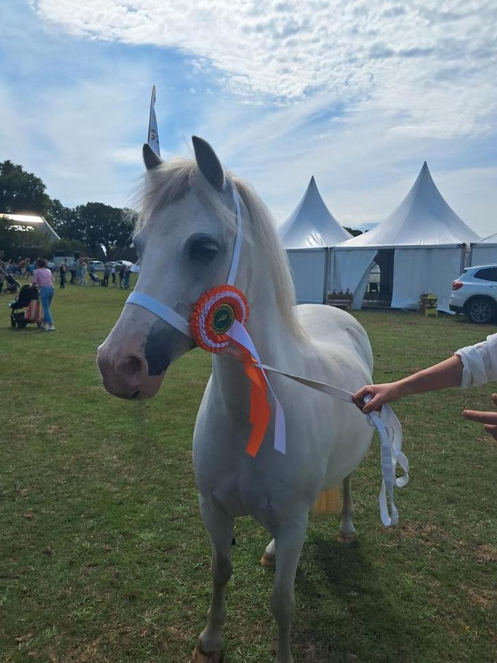 Super knappe drachtige Welsh ster merrie & 2.5jarige Kwpn'er, Dieren en Toebehoren, Pony's, Merrie, B pony (1.17m tot 1.27m), 11 jaar of ouder