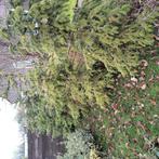 5 kerstbomen, Tuin en Terras, Planten | Bomen, Overige soorten, 100 tot 250 cm, Zomer, Ophalen