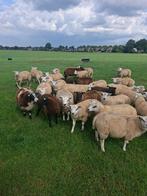Mooie dekrammen, Dieren en Toebehoren, Schapen, Geiten en Varkens, Mannelijk, Schaap, 0 tot 2 jaar