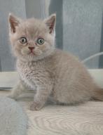 Nog 1  britse korthaar lilac  katertje beschikbaar, Dieren en Toebehoren, Katten en Kittens | Raskatten | Korthaar, Meerdere dieren