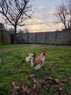 Serama haan, Dieren en Toebehoren, Pluimvee, Mannelijk, Kip