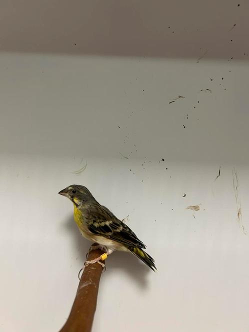 1-1 citroenborst edelzangers, Dieren en Toebehoren, Vogels | Overige Vogels
