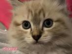 100% ragdoll Seal tabby mitted kitten, Dieren en Toebehoren, Poes, Ontwormd, 0 tot 2 jaar