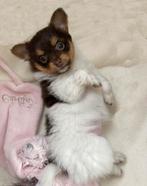 Pomchi pup teefje 1, Dieren en Toebehoren, Honden | Chihuahua's en Gezelschapshonden, Parvo, 8 tot 15 weken, Teef, Eén hond
