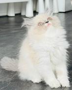 🐾 Perzisch met lief neusje & Brits Korthaar zoeken liefde!, Dieren en Toebehoren, Katten en Kittens | Raskatten | Langhaar, Poes