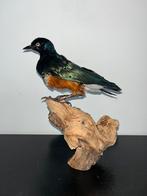 Taxidermie, driekleurige glansspreeuw, Verzamelen, Dierenverzamelingen, Nieuw, Opgezet dier, Vogel, Ophalen of Verzenden