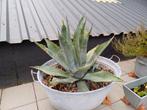 Agave, Tuin en Terras, Volle zon, Vaste plant, Bloeit niet, Ophalen