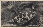 Giethoorn (Ov.) Veevervoer Koeien, Volk, gelopen 1937, Verzenden, 1920 tot 1940, Gelopen, Overijssel