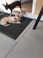 Chihuahua, Dieren en Toebehoren, Honden | Chihuahua's en Gezelschapshonden, CDV (hondenziekte), 8 tot 15 weken, Teef, Eén hond