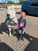 Leuke bixie pony, Dieren en Toebehoren, Ruin, A pony (tot 1.17m), 11 jaar of ouder