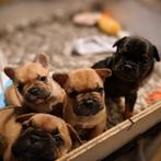 Franse bulldog pups, 8 tot 15 weken, Bulldog, Meerdere, Meerdere dieren