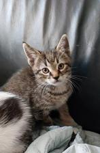 4 kittens, 1 poesje, 3 katertjes, Meerdere dieren