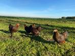 Wyandotte Goud zwart gezoomde kriel kippen gesekst + ingeënt, Dieren en Toebehoren, Pluimvee, Vrouwelijk, Kip