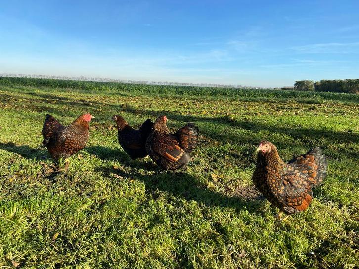 Wyandotte Goud zwart gezoomde kriel kippen gesekst + ingeënt, Dieren en Toebehoren, Pluimvee, Kip, Vrouwelijk