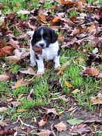 Engelse Springer Spaniel pups, 8 tot 15 weken, Meerdere, Meerdere dieren, Spaniël