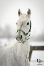 Prachtige spierwitte connemara ruin, Dieren en Toebehoren, Pony's, Met stamboom, Ruin, Springpony, Zadelmak