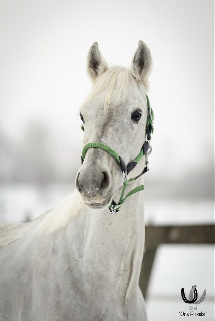 Prachtige spierwitte connemara ruin, Dieren en Toebehoren, Pony's, Ruin, Zadelmak, D pony (1.37m tot 1.48m), Springpony, 3 tot 6 jaar