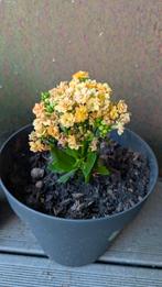 Bloeiende Kalanchoe blossfeldiana in Pot, Ophalen, Overige soorten, Halfschaduw, In pot