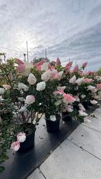 Meerstammige pluimhortensia paniculata in soorten, Volle zon, 100 tot 250 cm, Zomer, Overige soorten