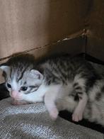 2 kittens te koop, Dieren en Toebehoren, Katten en Kittens | Raskatten | Korthaar, Kater, 0 tot 2 jaar