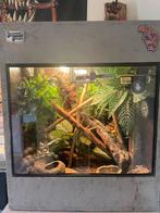 Terrarium met Roodkeelanolis, Dieren en Toebehoren, Reptielen en Amfibieën | Toebehoren, Ophalen, Zo goed als nieuw