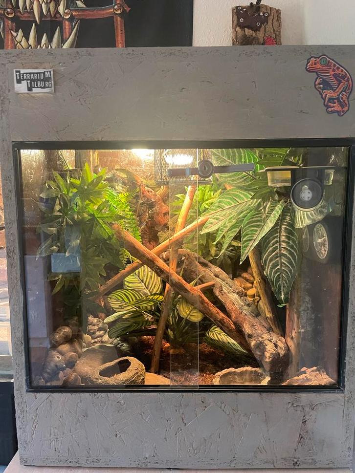 Terrarium met Roodkeelanolis, Dieren en Toebehoren, Reptielen en Amfibieën | Toebehoren, Zo goed als nieuw, Ophalen