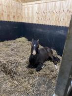 Weidemaatje gezocht, Dieren en Toebehoren, Stalling en Weidegang, Weidegang, 1 paard of pony