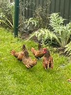 Sebright hennen goud zwart gezoomd, Dieren en Toebehoren, Pluimvee, Vrouwelijk, Kip