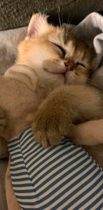 Britse golden shadet, Kater, Ontwormd