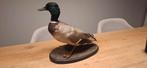 Opgezette mannetje eend, Ophalen of Verzenden, Gebruikt, Vogel, Opgezet dier