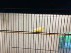 Gele kanarie man te koop, Dieren en Toebehoren, Vogels | Kanaries, Mannelijk, Kleurkanarie